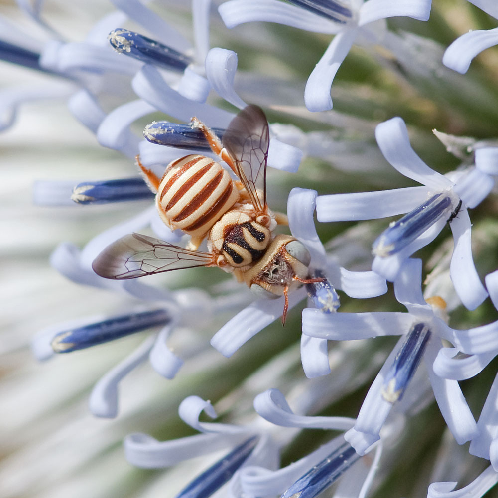 Anthidium spec